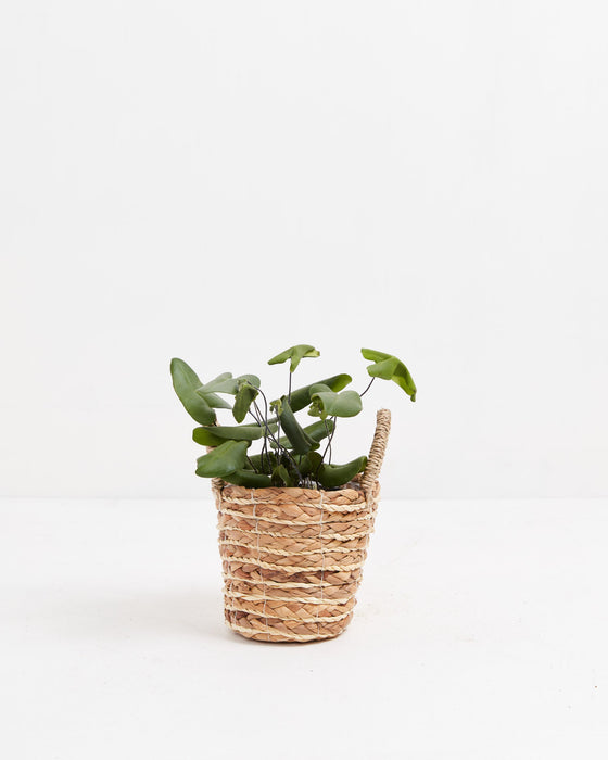 Heart Leaf Fern (Hemionitis arifolia) plant with heart-shaped green fronds in a natural woven seagrass basket planter