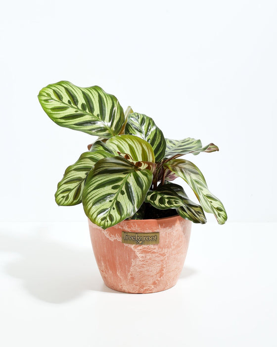 A vibrant Peacock Plant (Calathea makoyana) featuring beautifully patterned green and cream leaves with distinctive dark green, oval markings resembling feathers. The plant is potted in a textured, terracotta-colored ceramic planter that features a small, rectangular gold "Lively Root" brand plate on the front.