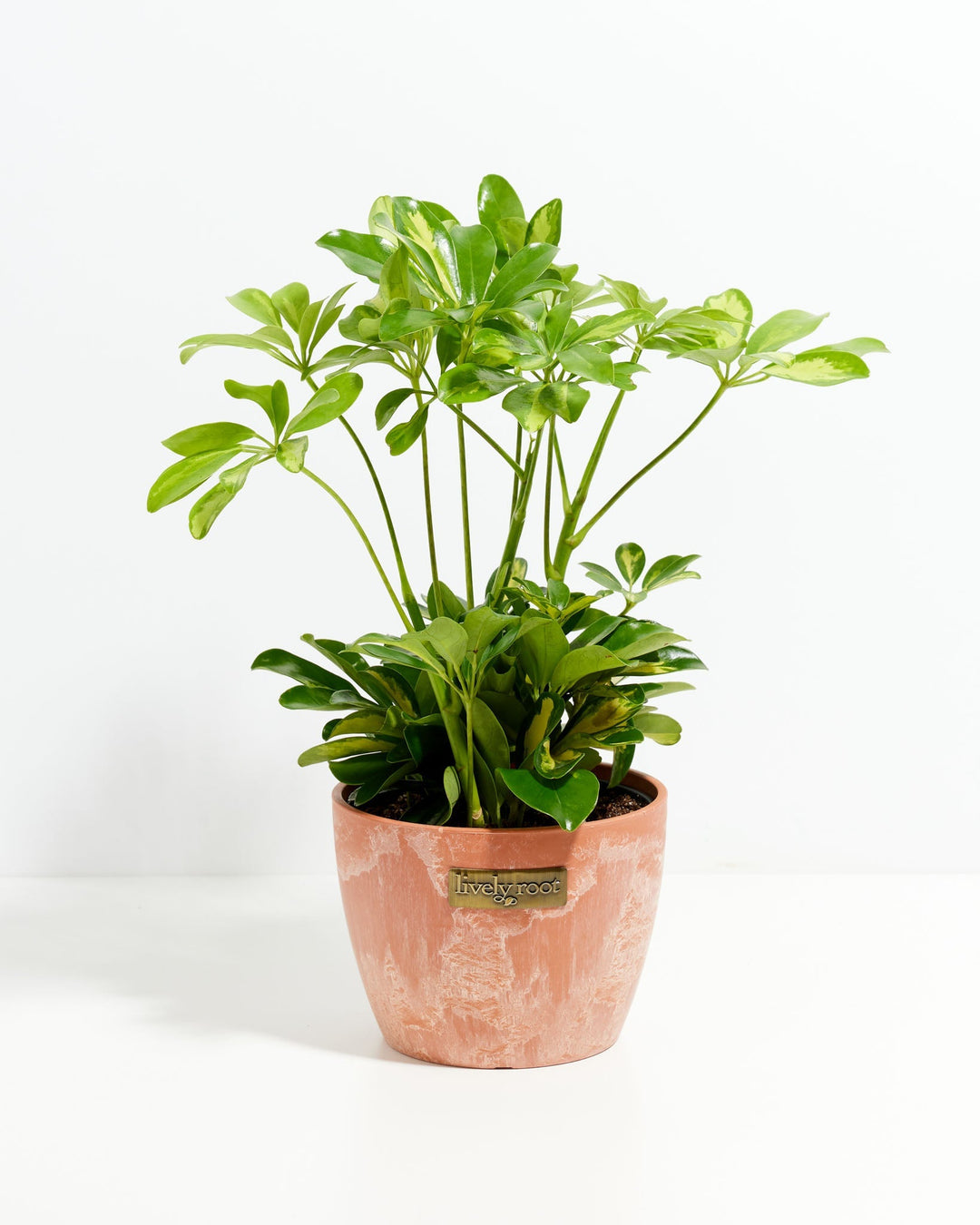 schefflera arboricola houseplant Umbrella Plant (Schefflera Gold Capella)