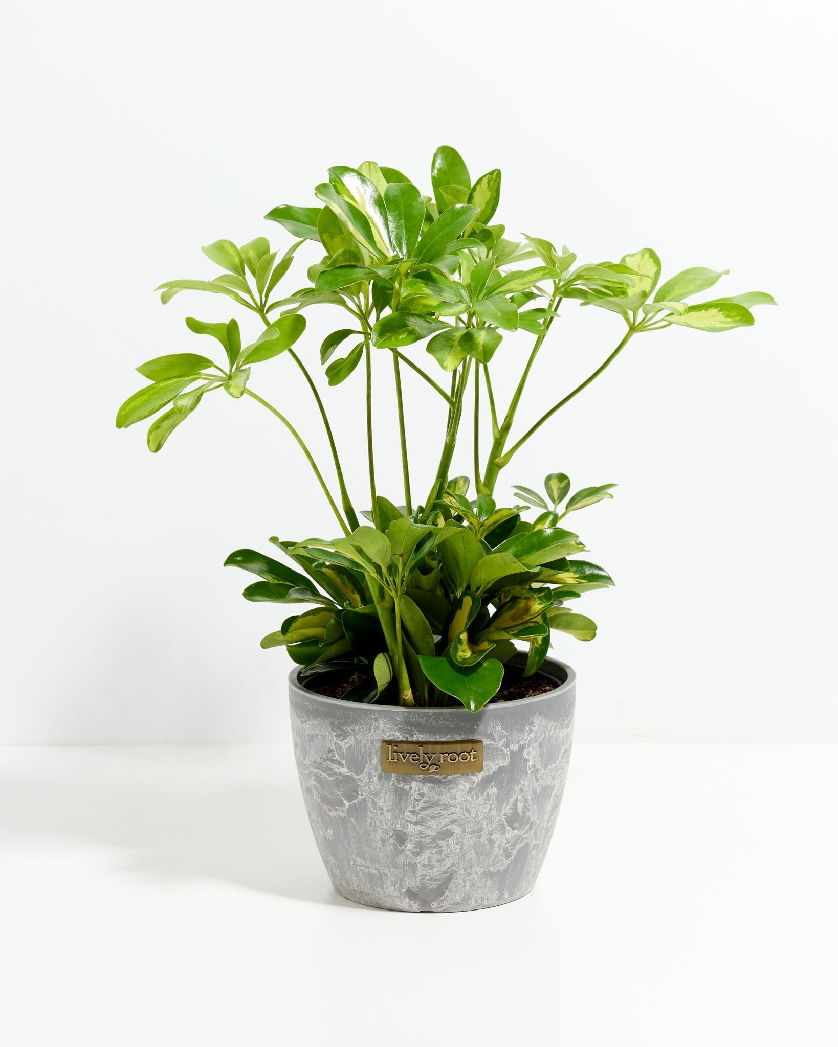 schefflera arboricola and dogs Umbrella Tree | Schefflera Gold Capella