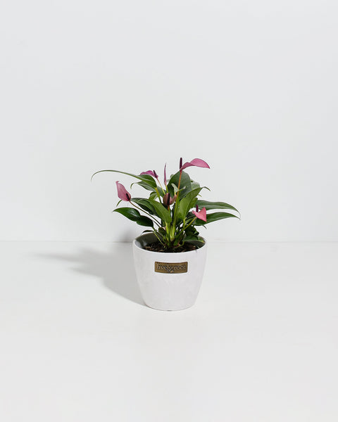 purple anthurium flower Purple Flamingo Flower | Anthurium