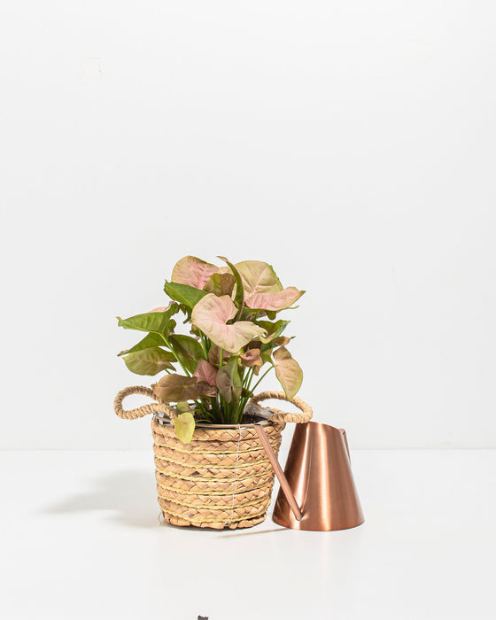 Syngonium Neon Robusta pink arrowhead plant in woven basket with copper watering can, plant care styling
