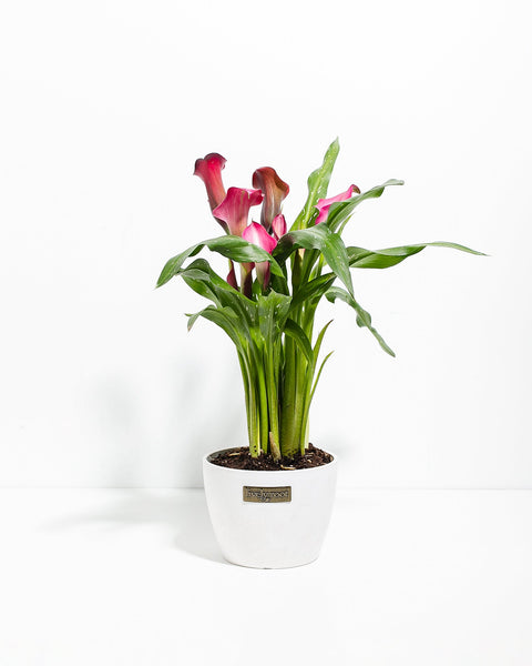 plant food for calla lily Pink Calla Lily | Pink Blooming Plants