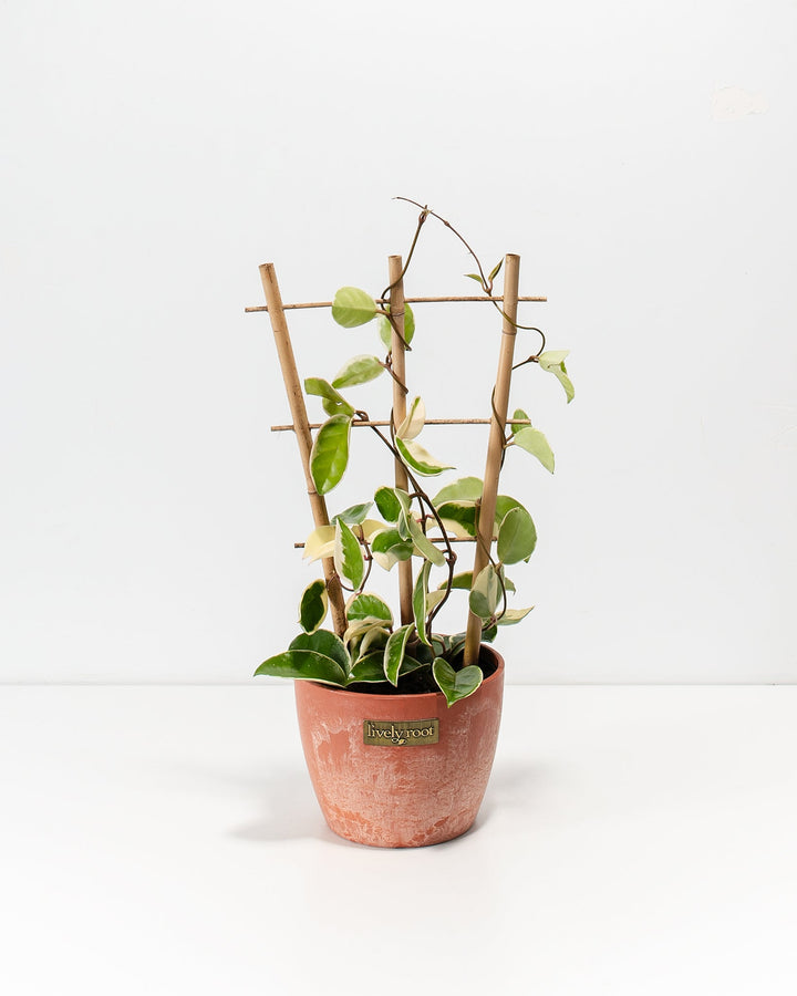 tricolor plant indoors Hoya Carnosa Tricolor For Sale Including Care Guide