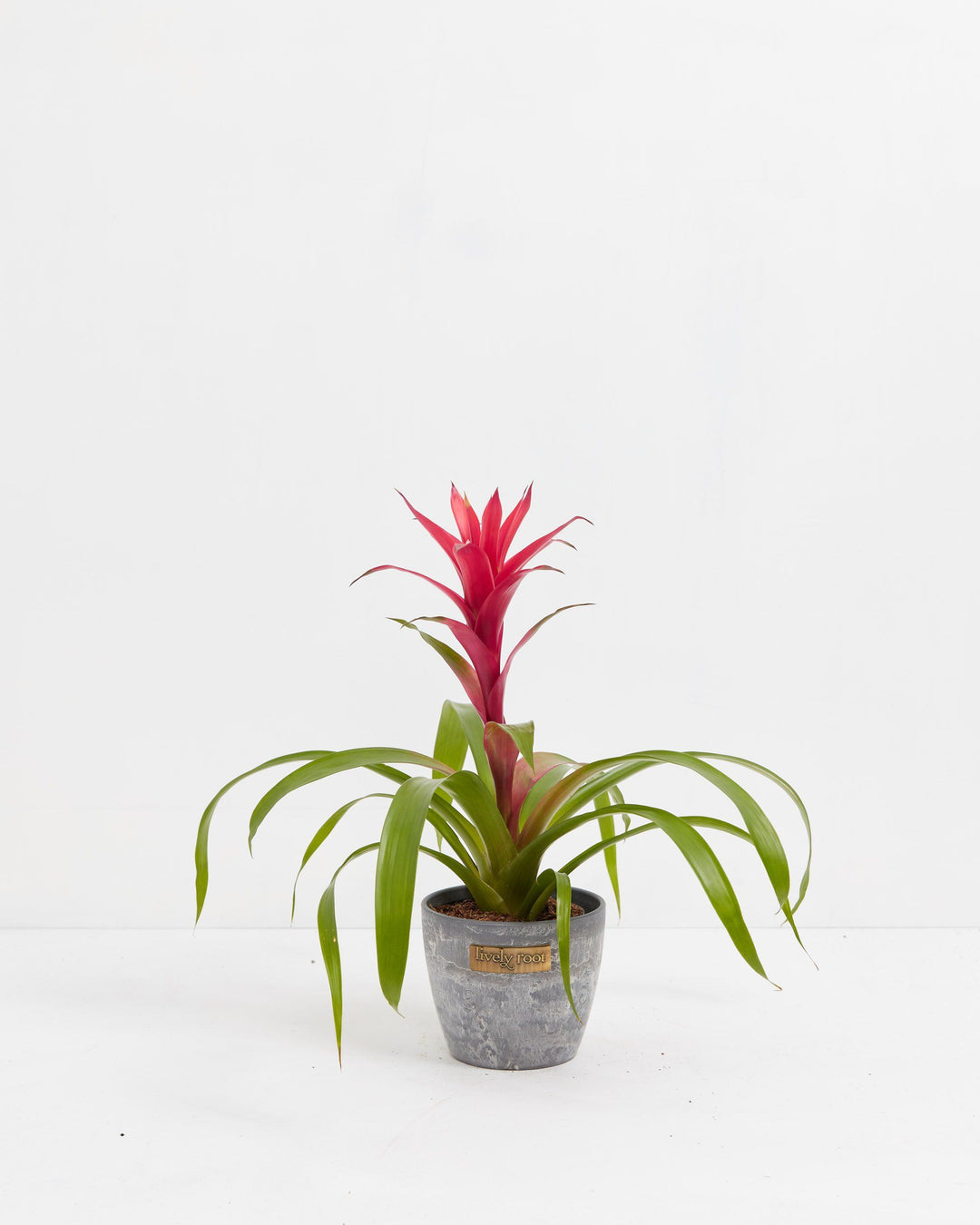 Bromeliad Guzmania