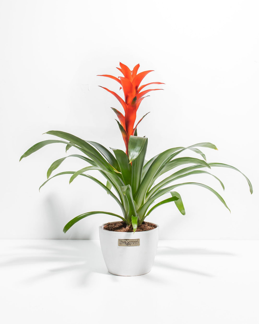 Bromeliad Guzmania