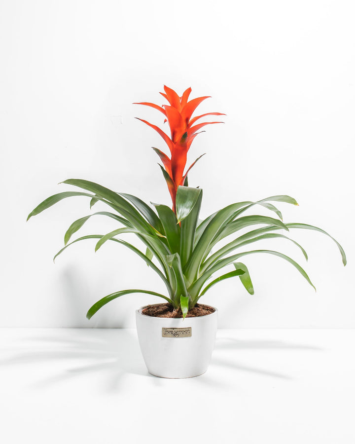 Bromeliad Guzmania