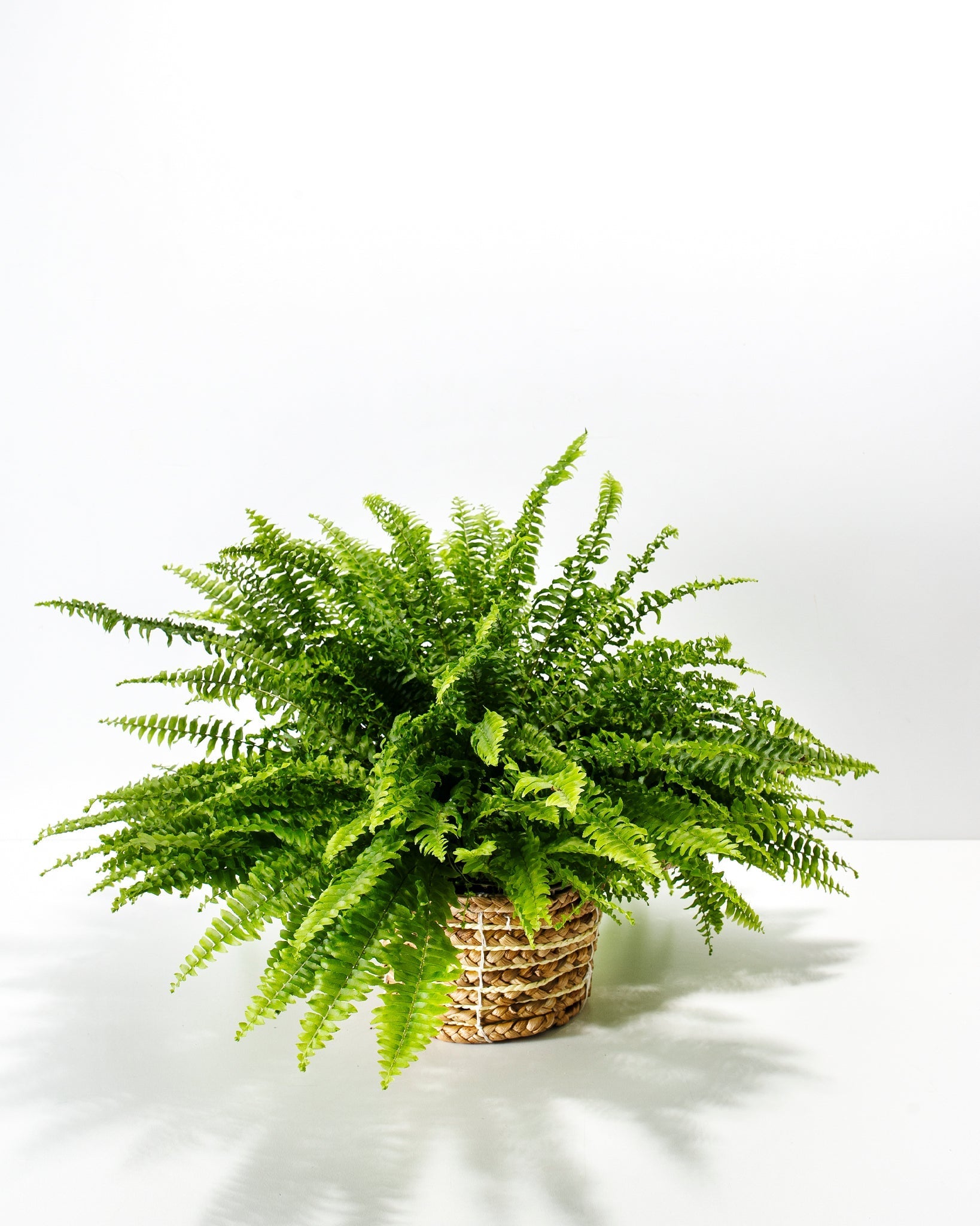 is a boston fern an indoor or outdoor plant Boston Fern Plant | Ferns for Sale