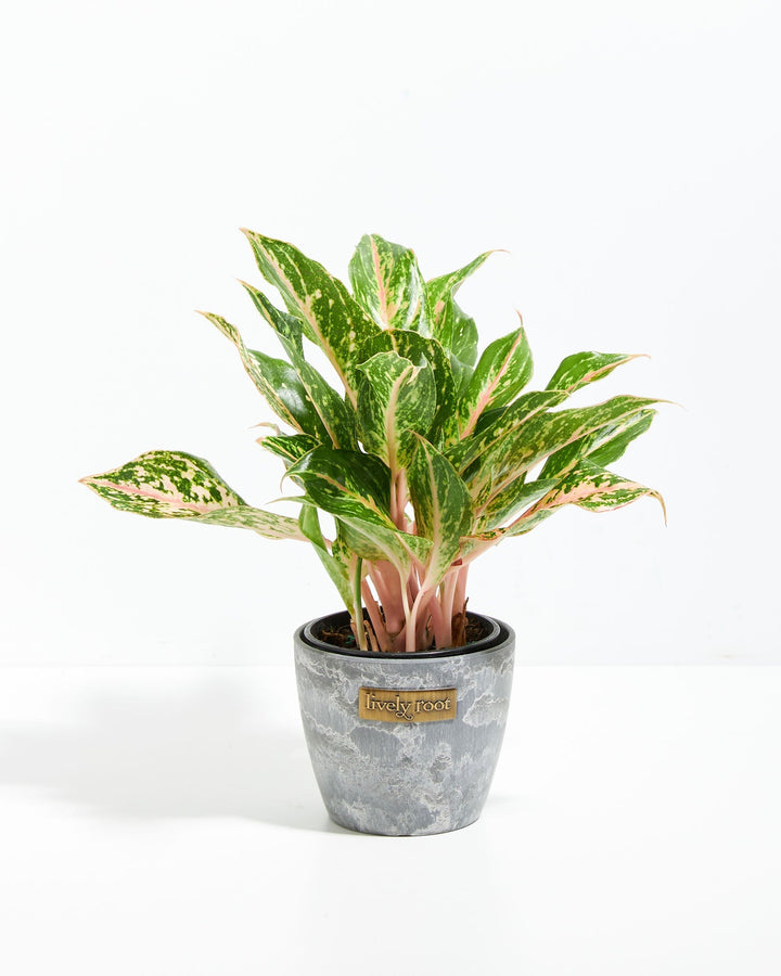 aglaonema chinese evergreen varigated Chinese Evergreen | Indoor Plants