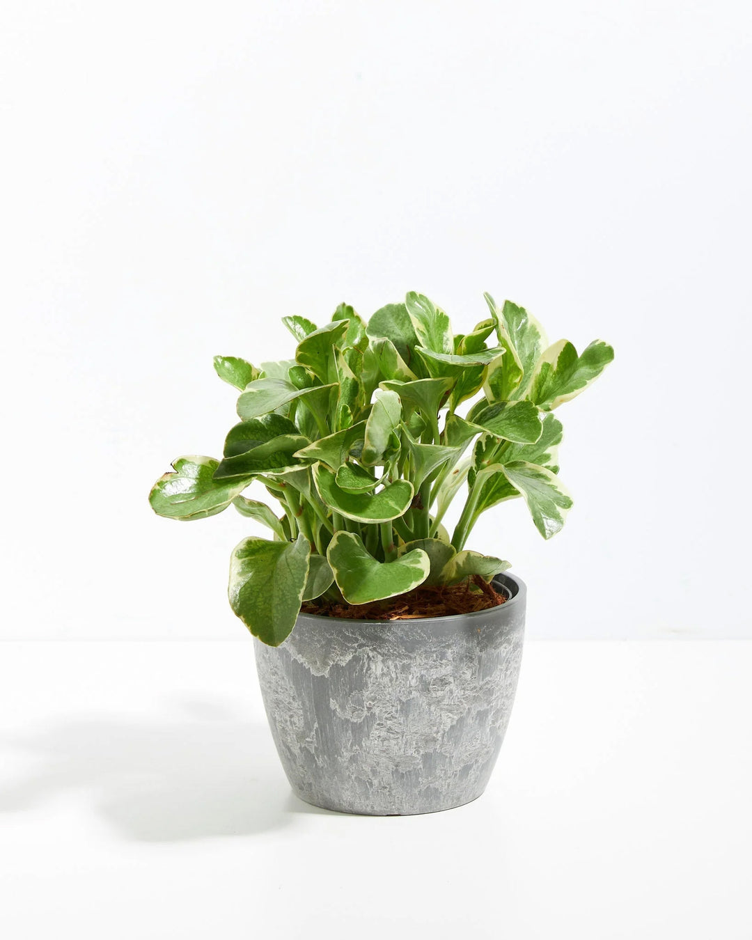 house plant with rubbery leaves Baby Rubber Plant (Variegated) | Peperomia