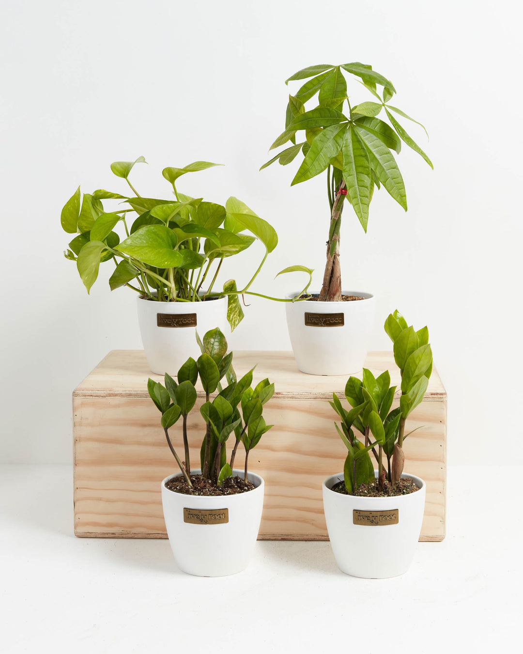 potted plant parent New Plant Parents Bundle | Money Tree & ZZ Plant