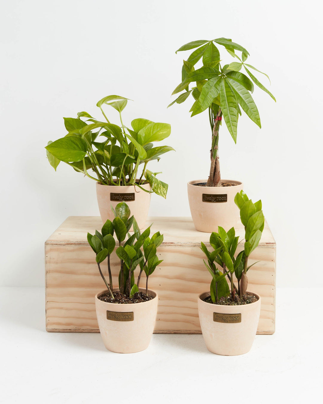 lively root money tree New Plant Parents Bundle | Money Tree & ZZ Plant