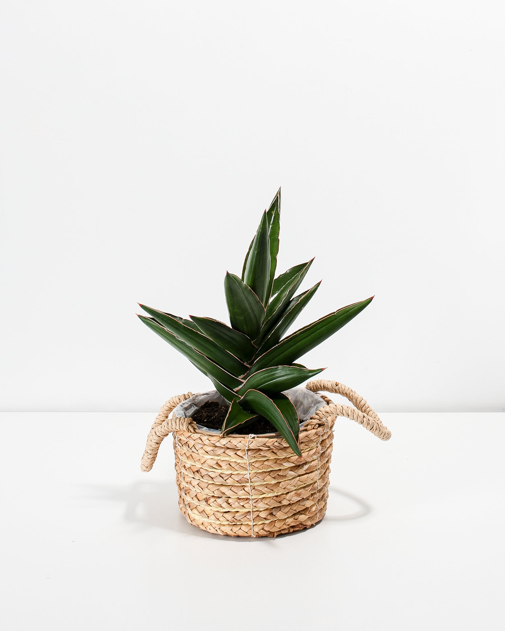 sansevieria ehrenbergii for sale Sansevieria Samurai For Sale Including Care Guide
