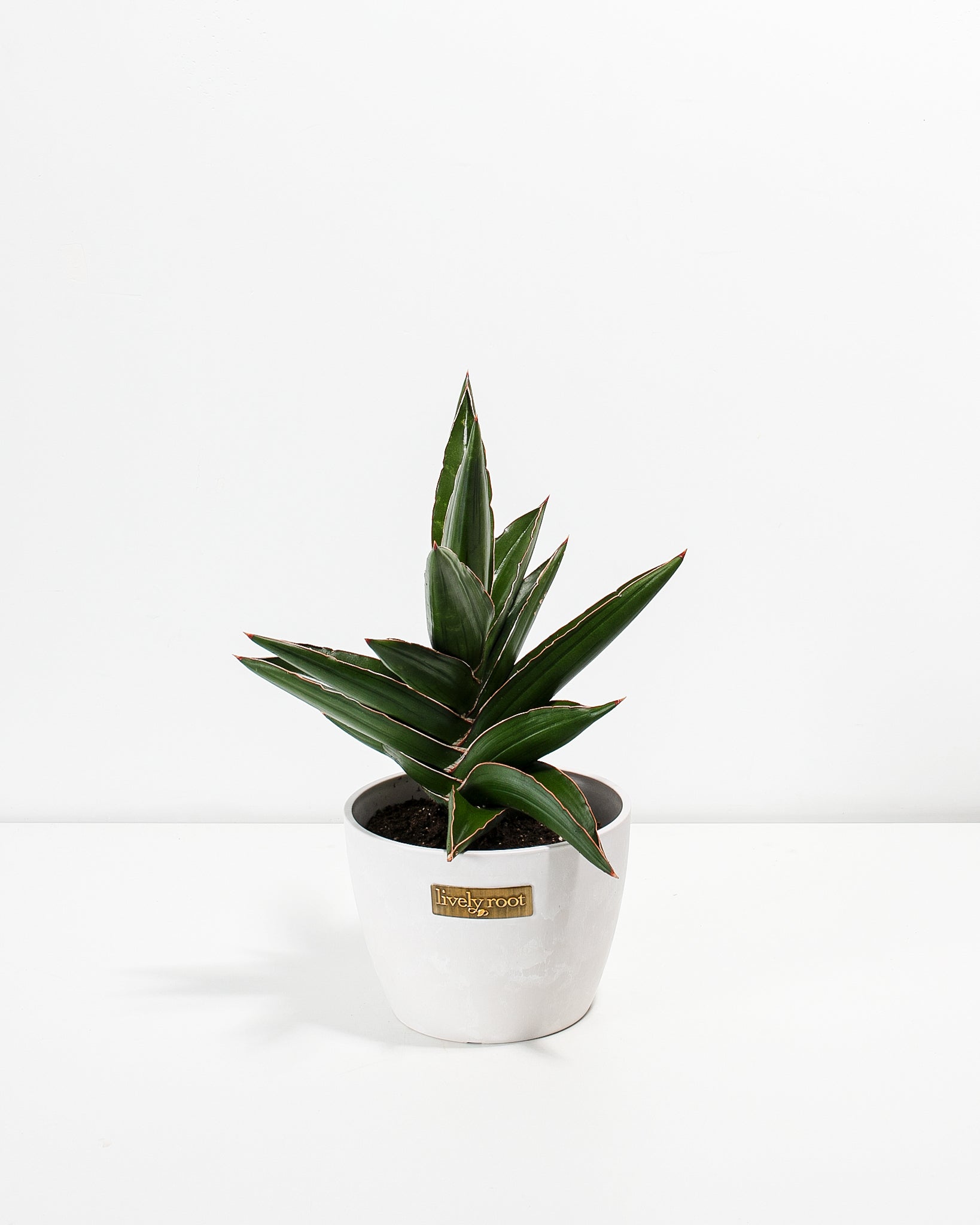 sansevieria samurai for sale Sansevieria Samurai For Sale Including Care Guide