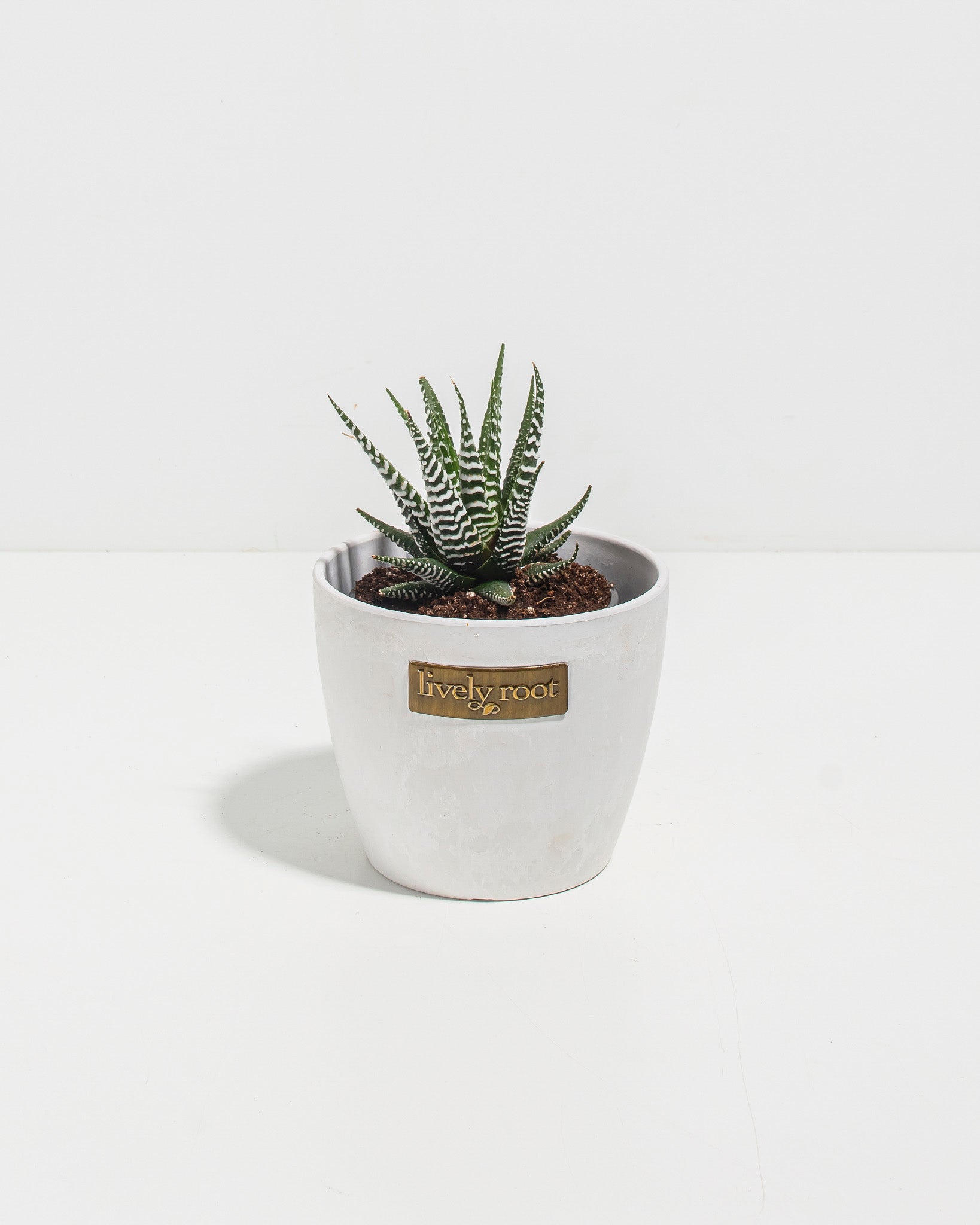zebra succulent plants Buy Zebra Haworthia: Easy-Care Succulent with Bold Stripes