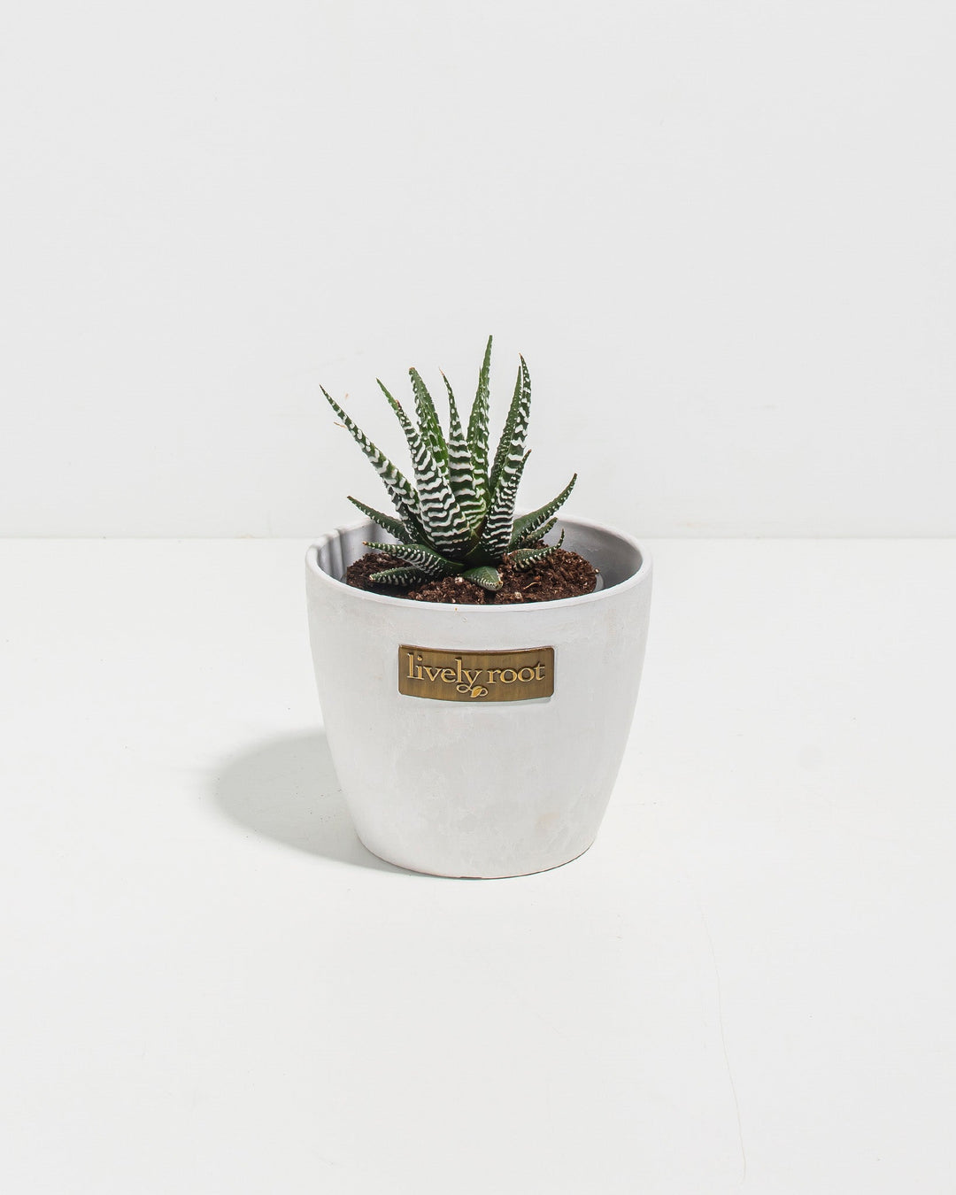 haworthia zebra succulent care Buy Zebra Haworthia: Easy-Care Succulent with Bold Stripes