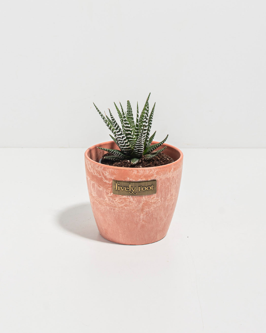 succulent similar to zebra plant Buy Zebra Haworthia: Easy-Care Succulent with Bold Stripes