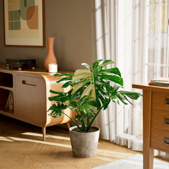 A full view of a Monstera Thai Constellation plant featuring large, fenestrated green leaves with creamy-white speckled variegation, presented in a gray textured decorative planter on a hardwood floor in a sunlit living room.