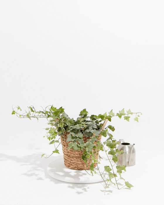 8-inch English Ivy Glacier variegated ivy in woven natural seagrass basket with metal silver watering can; cascading tri-color green and white variegated trailing houseplant styled for interior décor, low-light tolerance, and air-purifying houseplant benefits.
