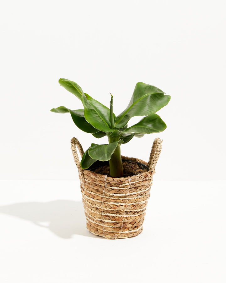 Little Prince Dwarf Green Banana Tree