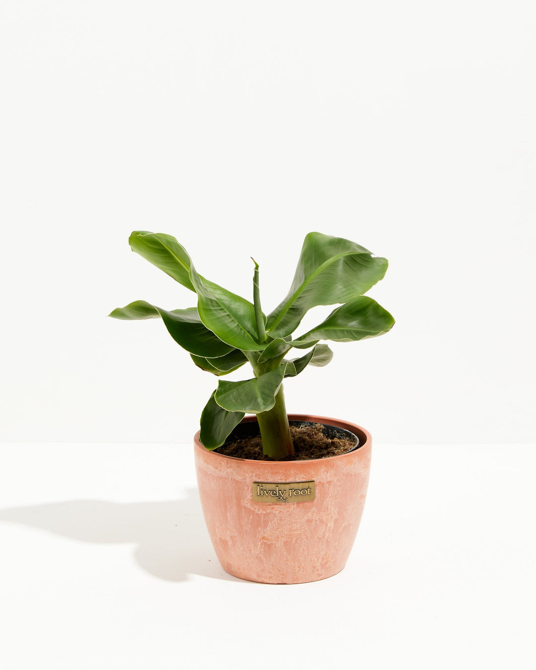 Little Prince Dwarf Green Banana Tree