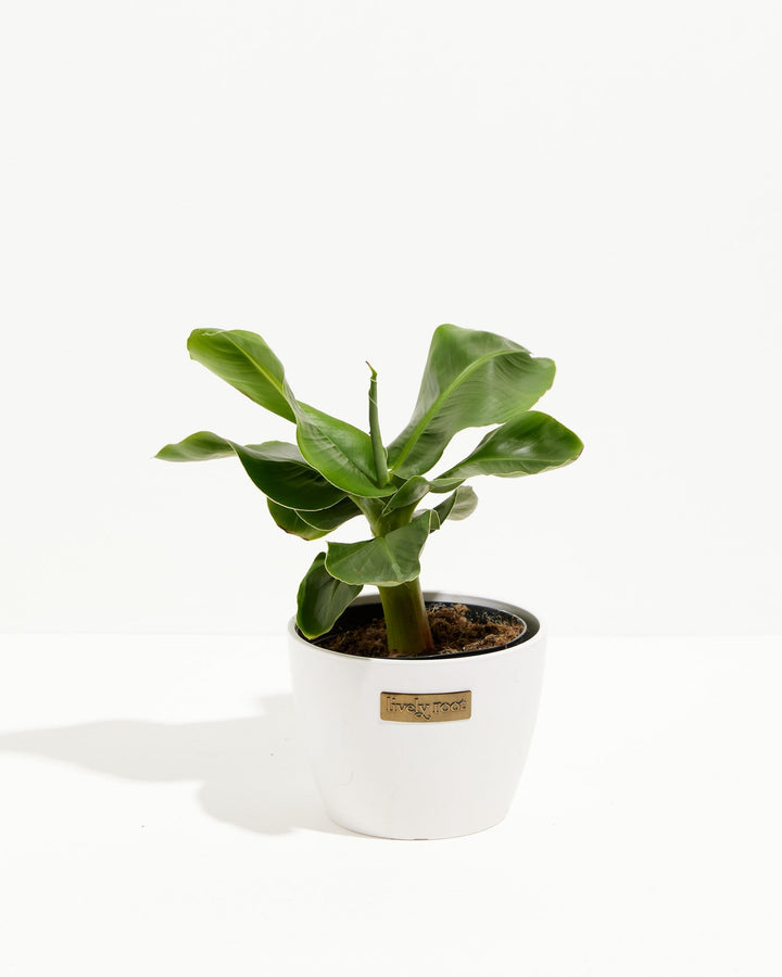 Little Prince Dwarf Green Banana Tree