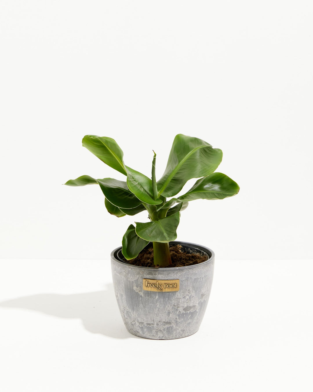 Little Prince Dwarf Green Banana Tree