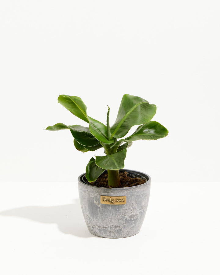 Little Prince Dwarf Green Banana Tree