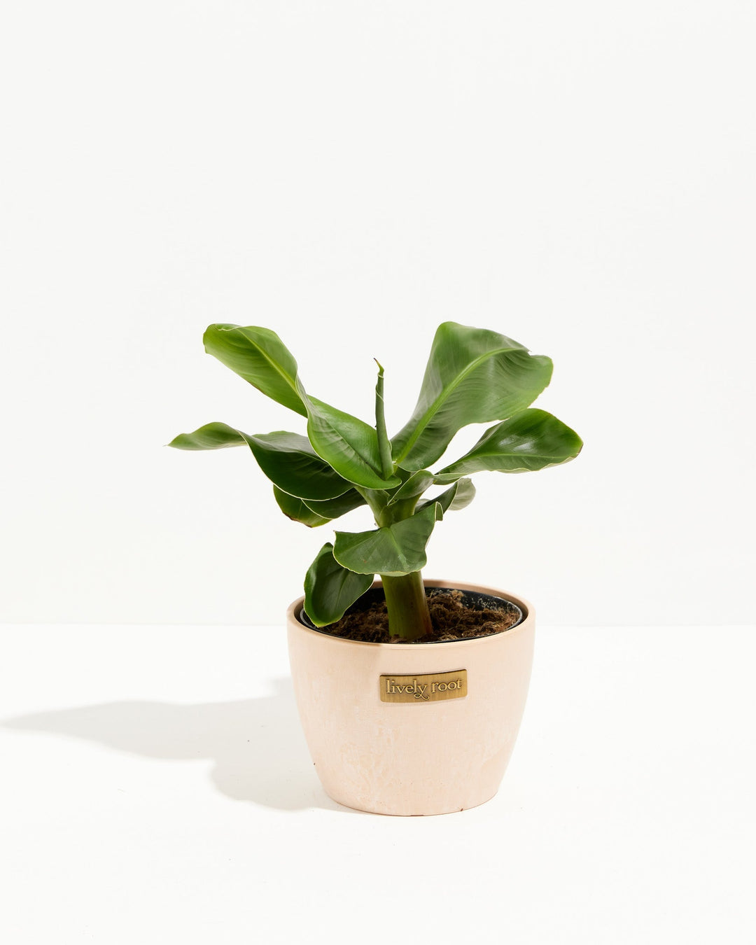 Little Prince Dwarf Green Banana Tree