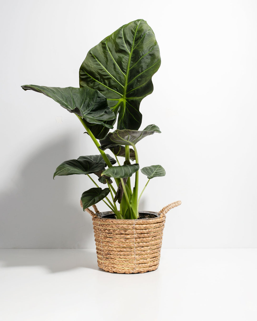 alocasia elephant ear plant hanging basket Alocasia Regal Shield | Elephant Ear Plant