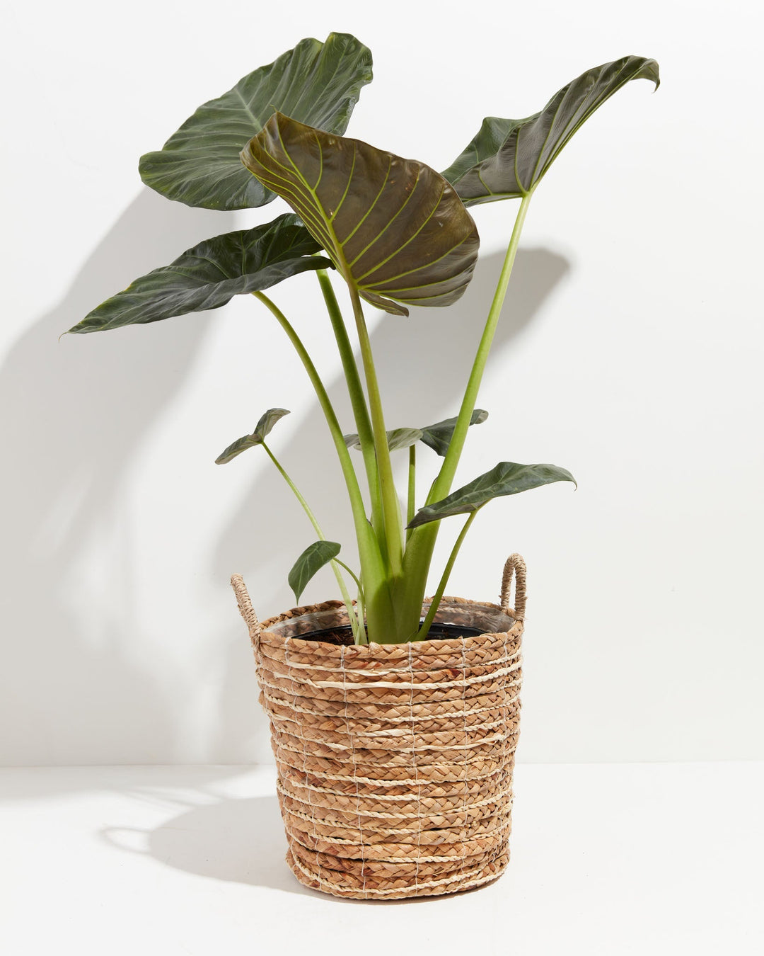gold regale elephant ear plant Alocasia Regal Shield | Elephant Ear Plant