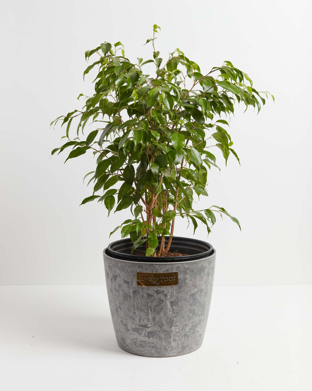 weeping fig indoor plant Buy Ficus benjamina: Cultivate Serenity with the Weeping Fig
