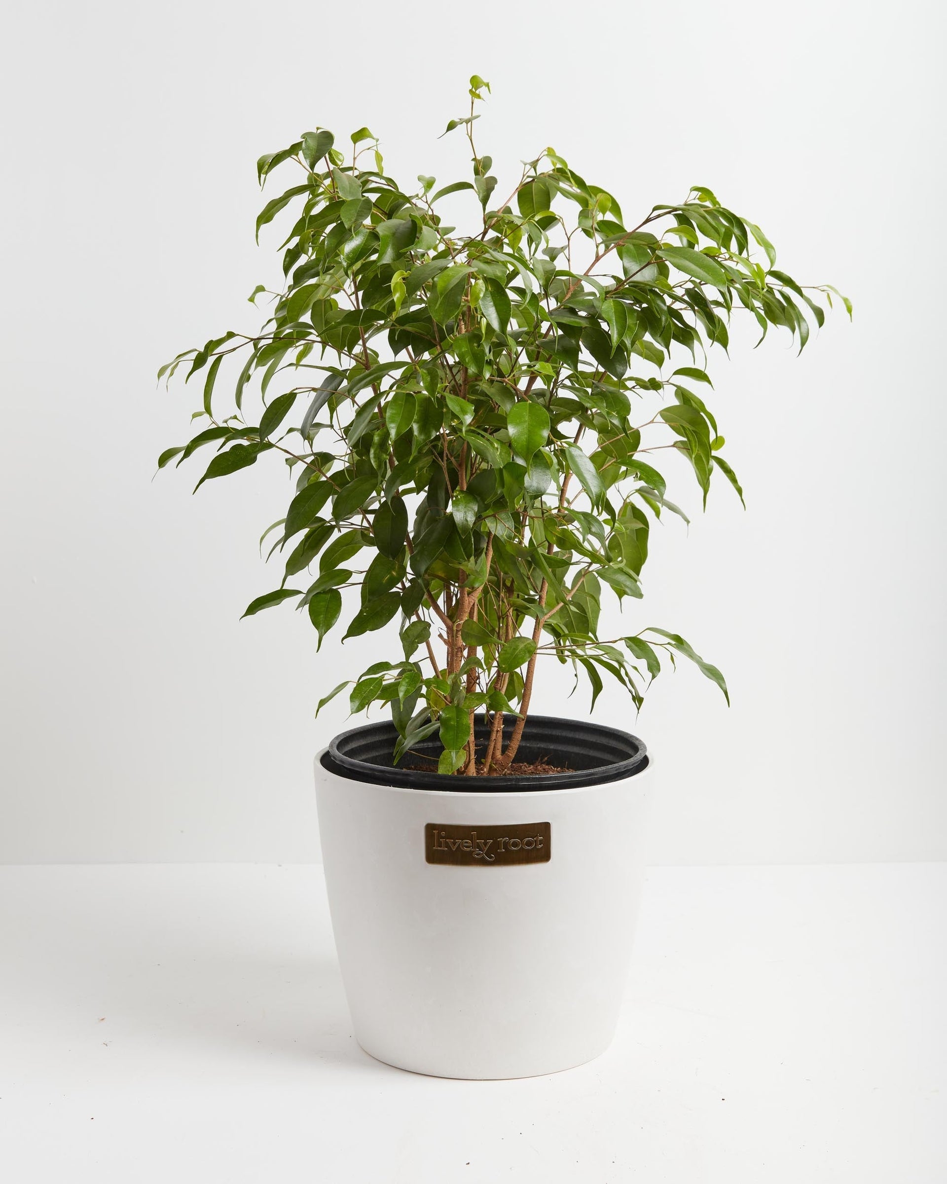 ficus benjamina indoor plant Ficus Benjamina (Weeping Fig Tree)