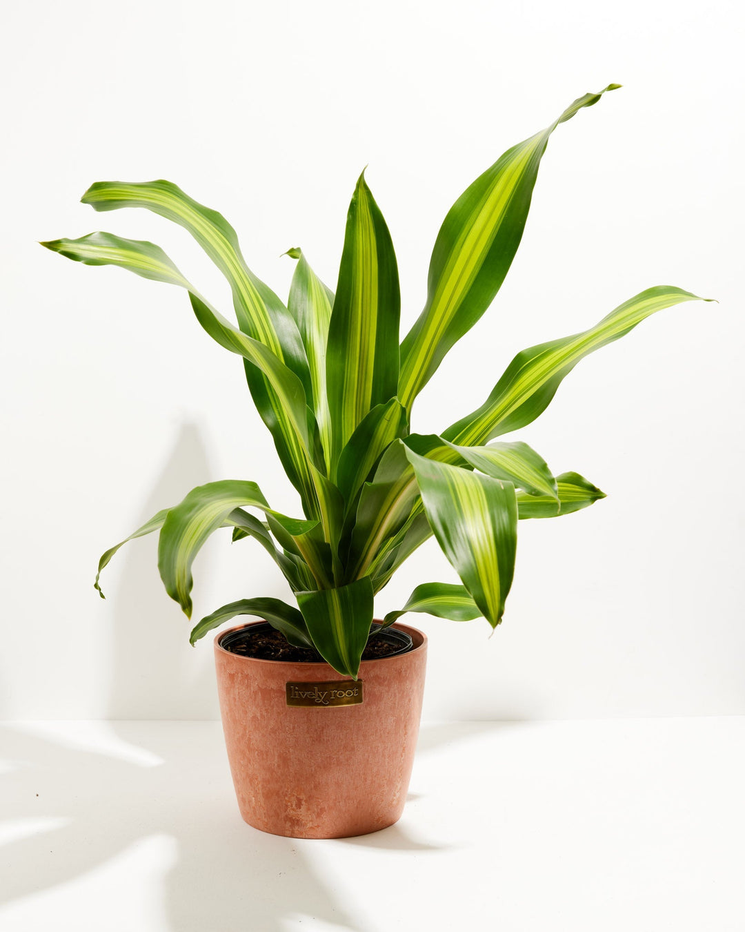 Golden Heart Dragon Tree (Dracaena Fragrans)