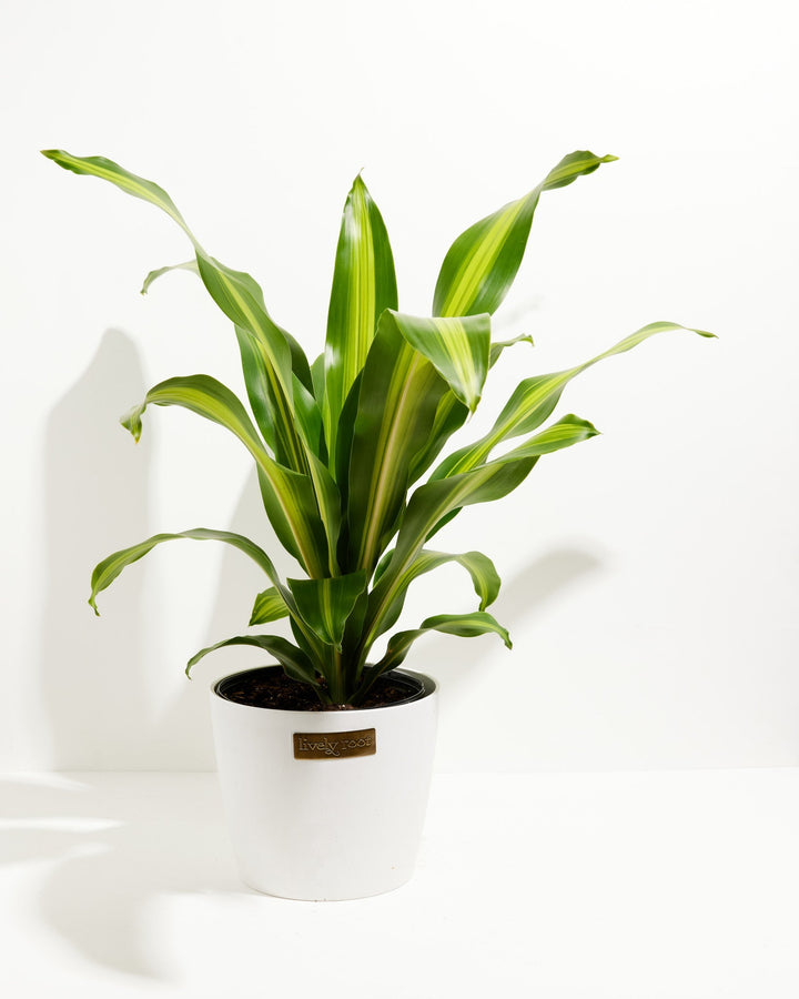 Golden Heart Dragon Tree (Dracaena Fragrans)