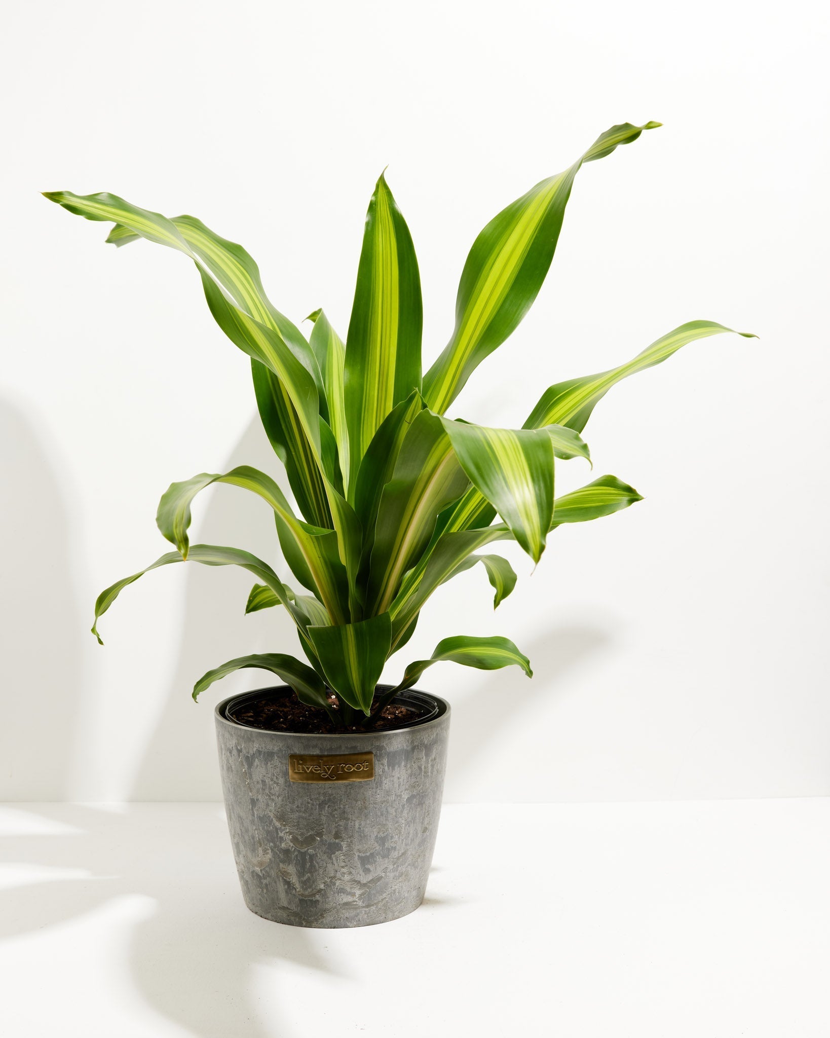 dracaena fragrans plant Golden Heart Dragon Tree (Dracaena Fragrans)