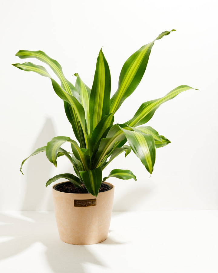 Golden Heart Dragon Tree (Dracaena Fragrans)