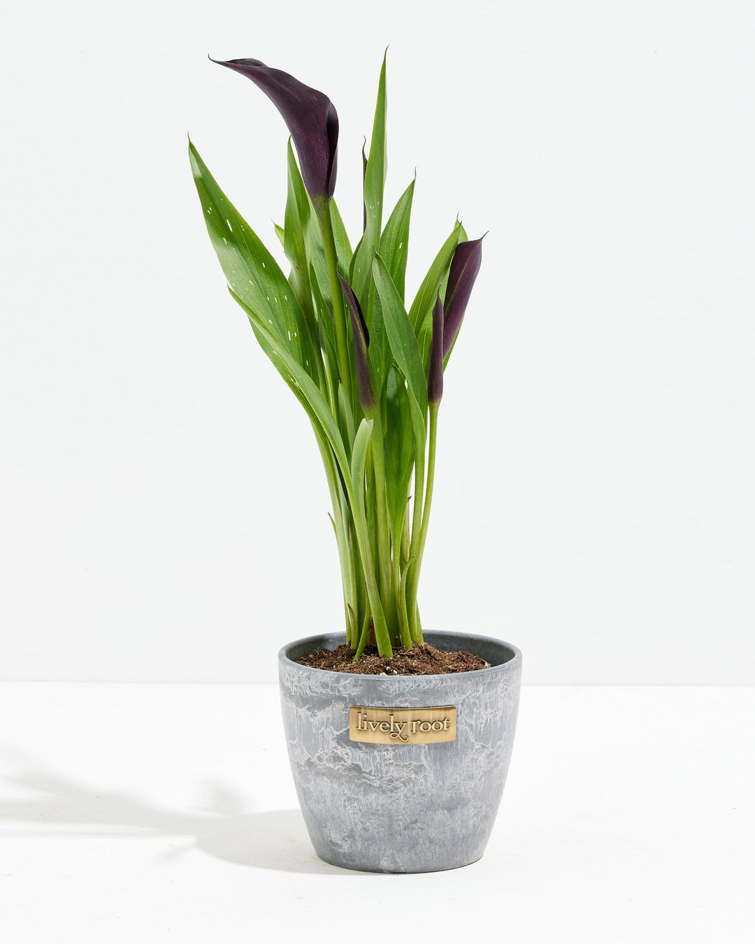 calla lily care indoor plant Black Calla Lily