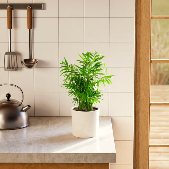 A vibrant Neanthe Bella Palm houseplant in a minimalist white eco pot on a bright marble kitchen countertop, surrounded by a white tiled backsplash, stainless steel kettle, and hanging cooking utensils under soft, natural sunlight.