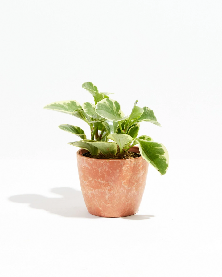 Baby Rubber Plant (Variegated Peperomia)
