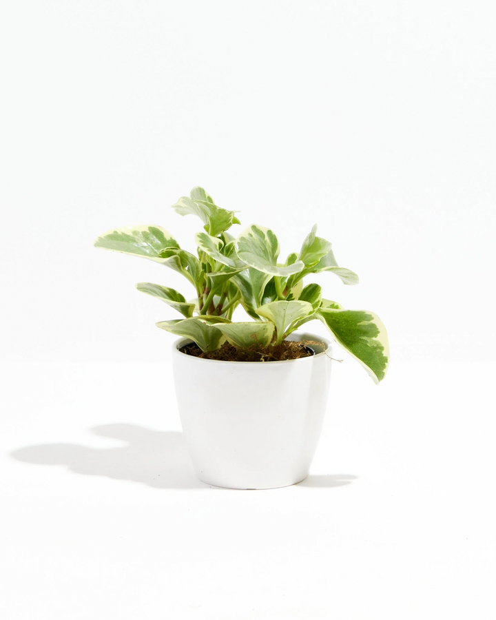 Baby Rubber Plant (Variegated Peperomia)