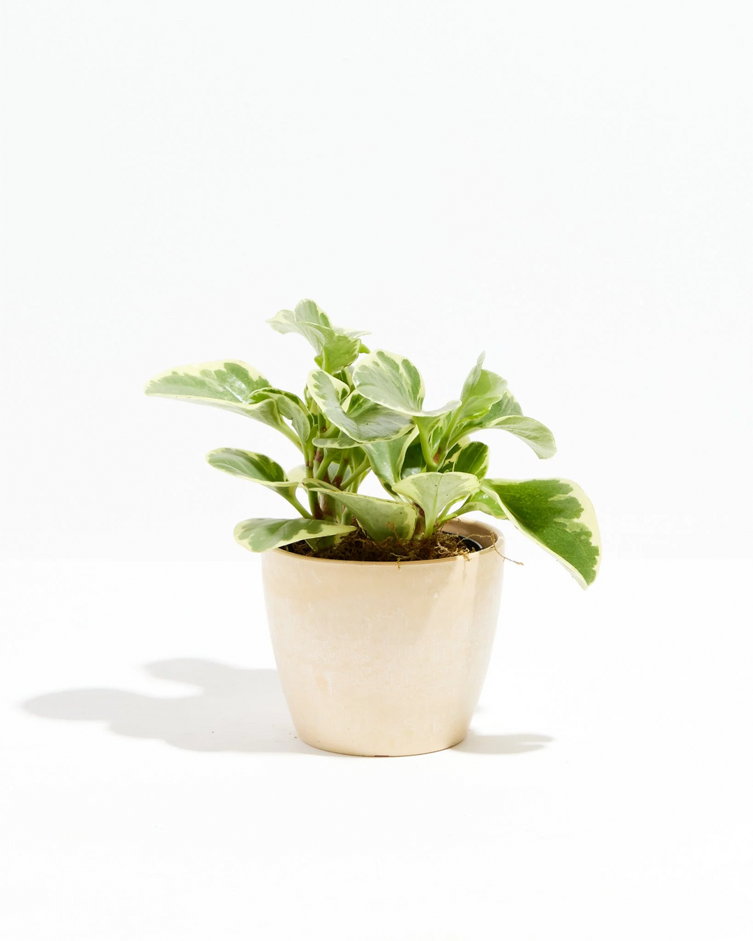 Baby Rubber Plant (Variegated Peperomia)