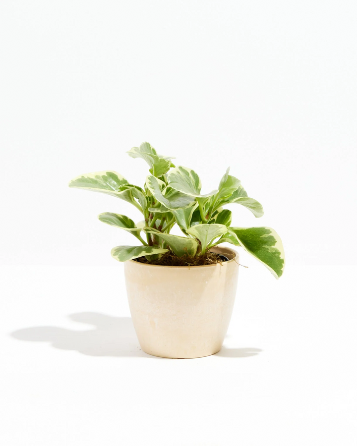 Baby Rubber Plant (Variegated Peperomia)