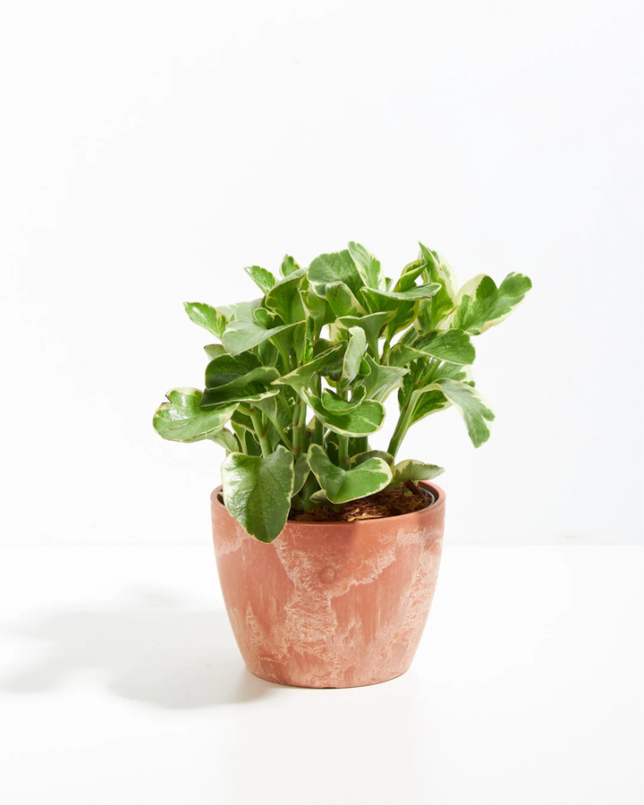 Baby Rubber Plant (Variegated Peperomia)
