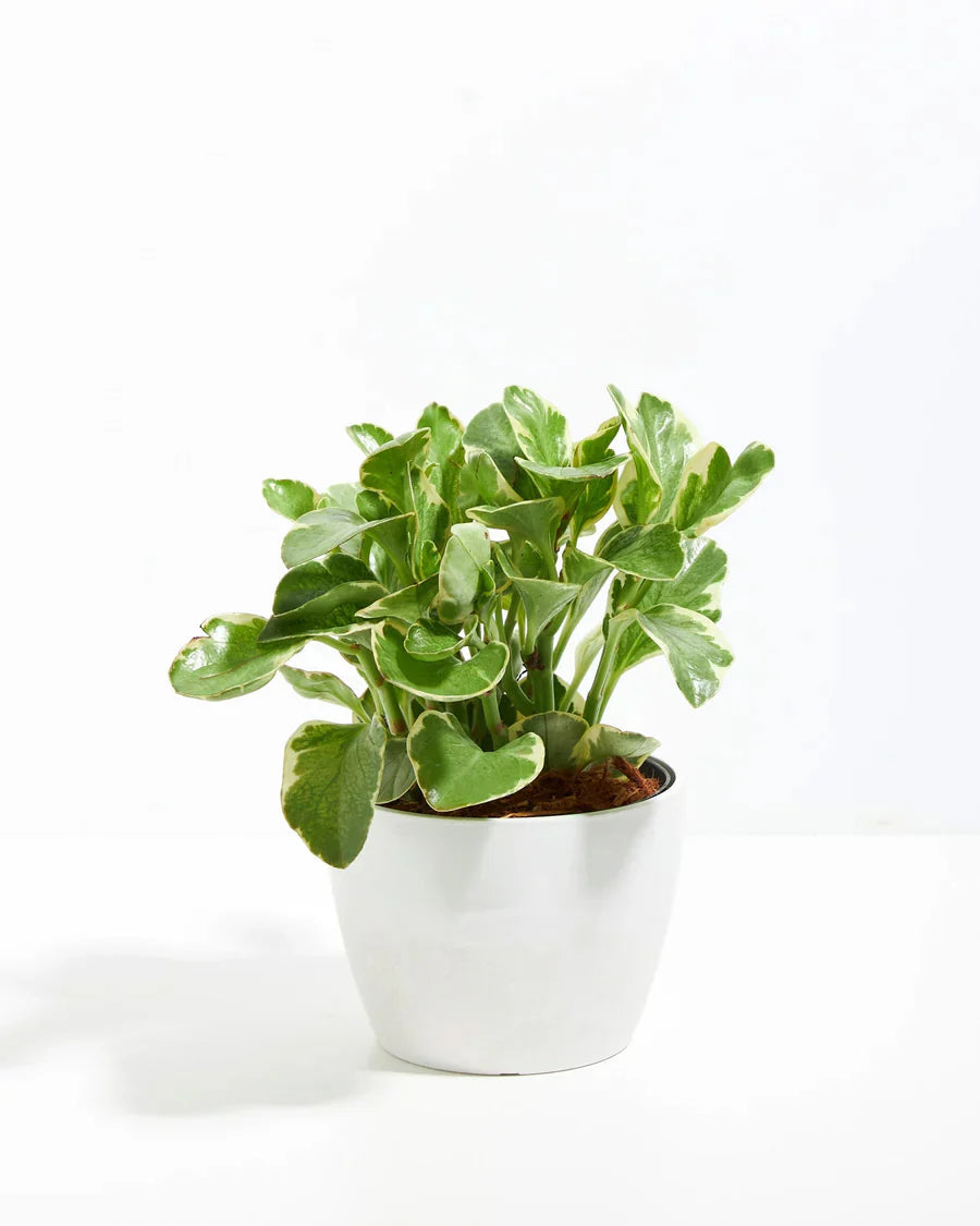 rubbery succulent leaves Baby Rubber Plant (Variegated) | Peperomia