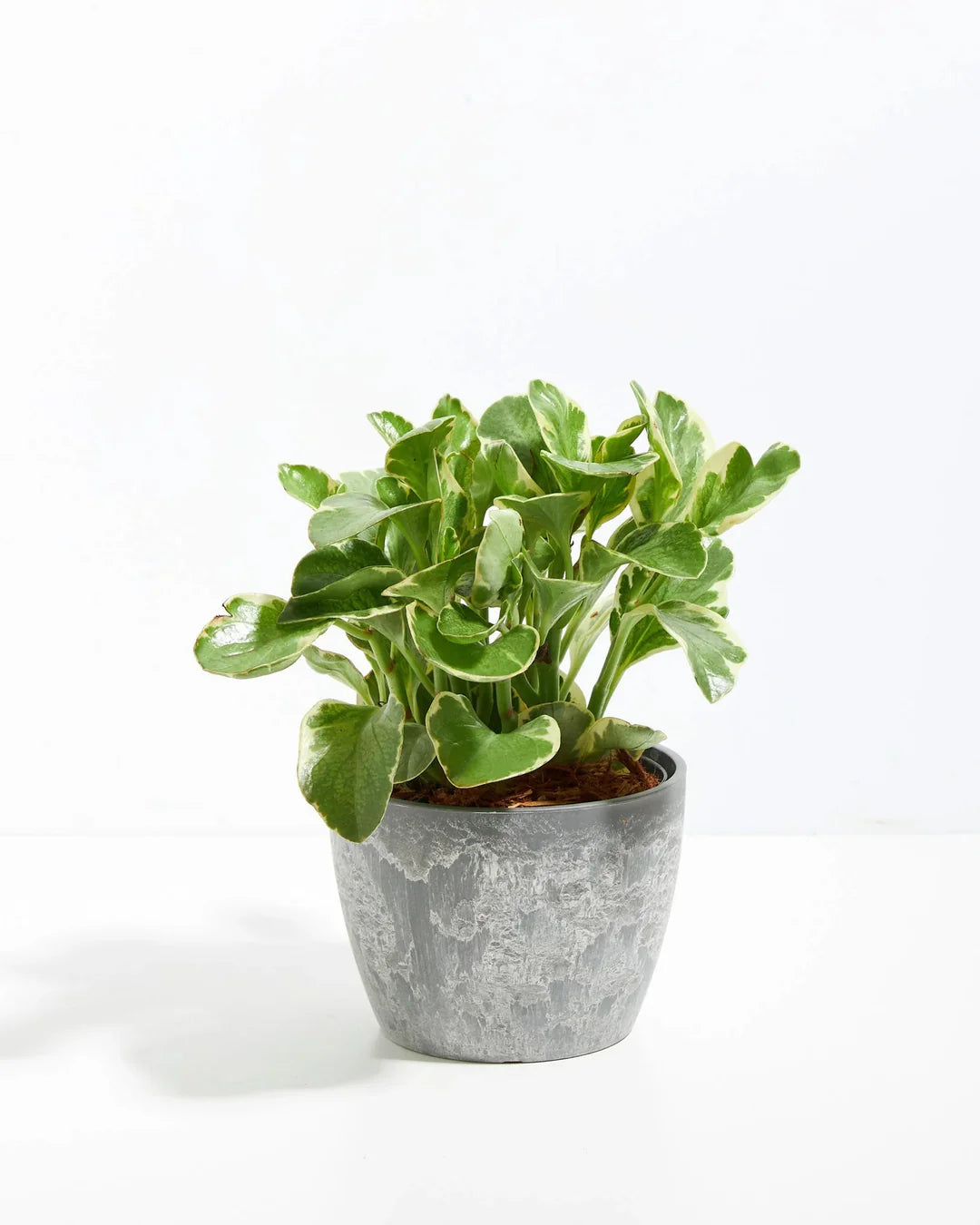 house plant thick waxy leaves Baby Rubber Plant (Variegated) | Peperomia
