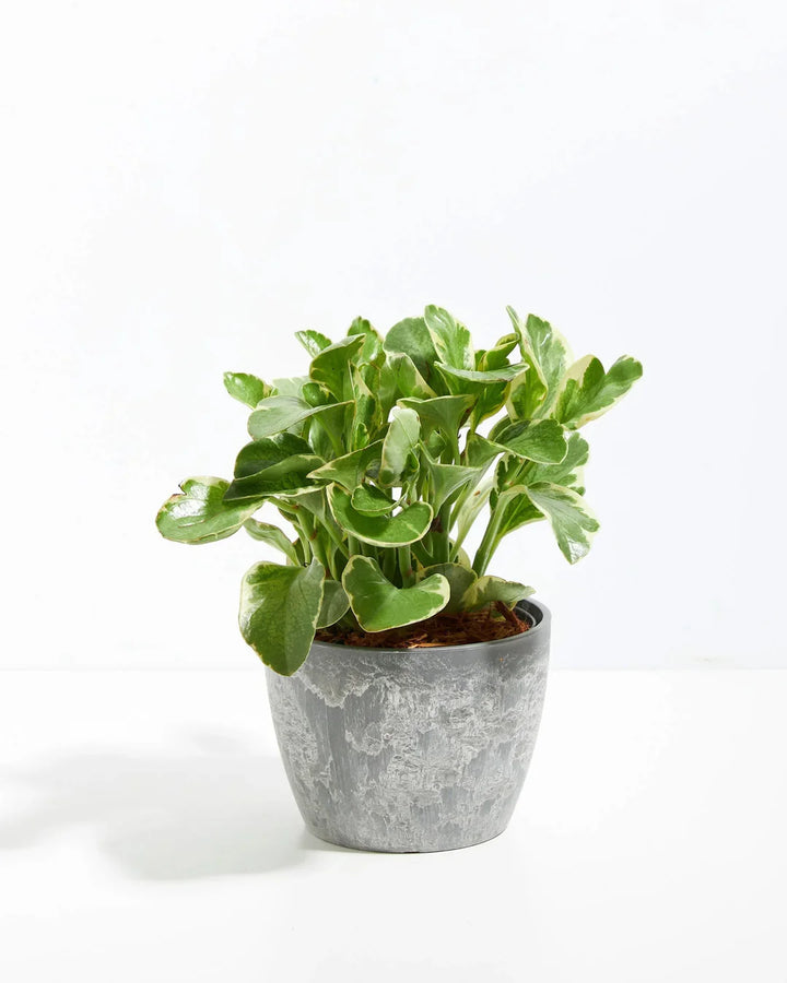 Baby Rubber Plant (Variegated Peperomia)
