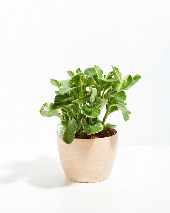 Baby Rubber Plant - live indoor plant with variegated green and cream leaves, macadamia pot included