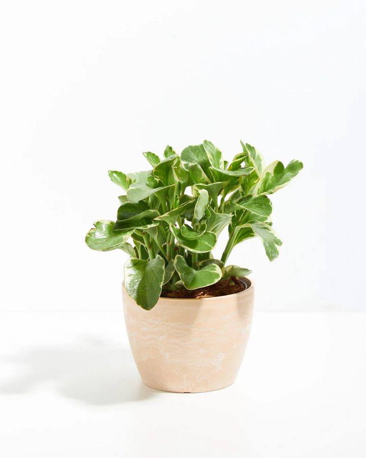 Baby Rubber Plant (Variegated Peperomia)