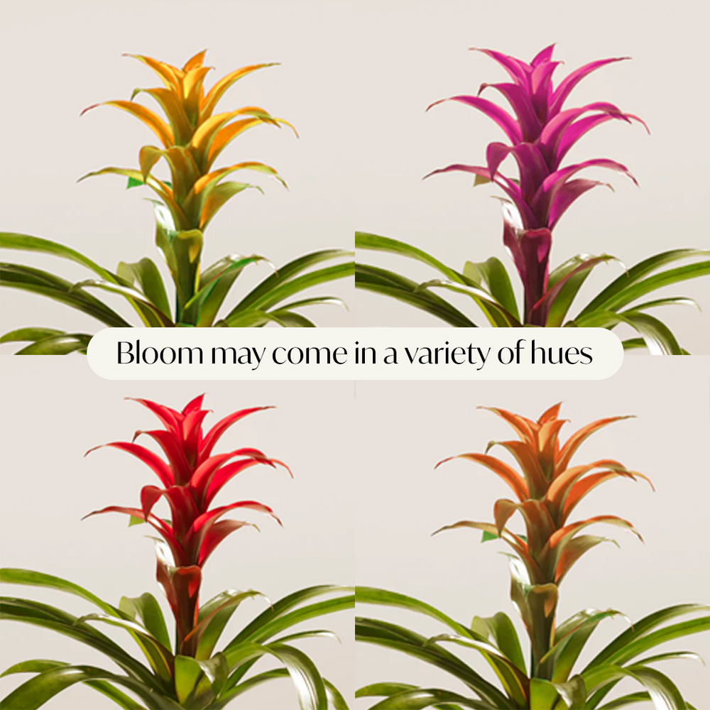 Bromeliad Guzmania